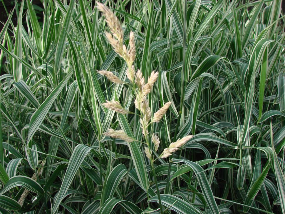 Free Image of Close Up of a Field of Tall Grass 