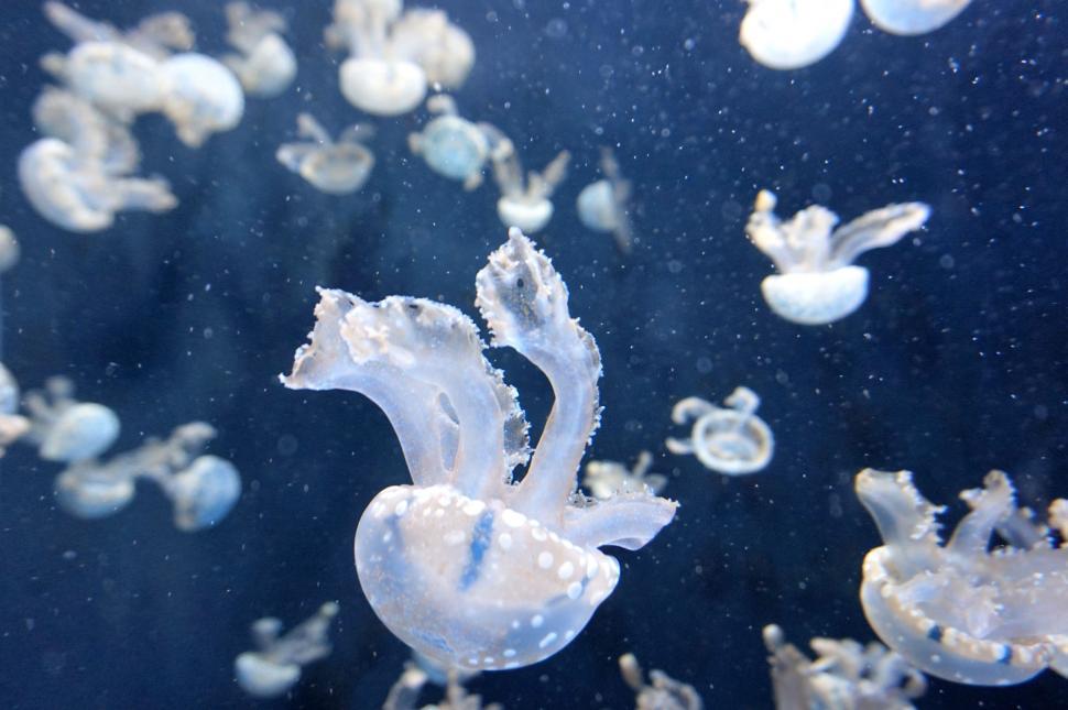 Free Image of Group of Jellyfish Swimming in the Ocean 