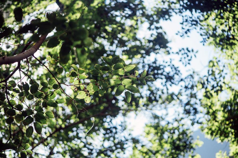 Free Image of Tree Leaves Against Blue Sky 