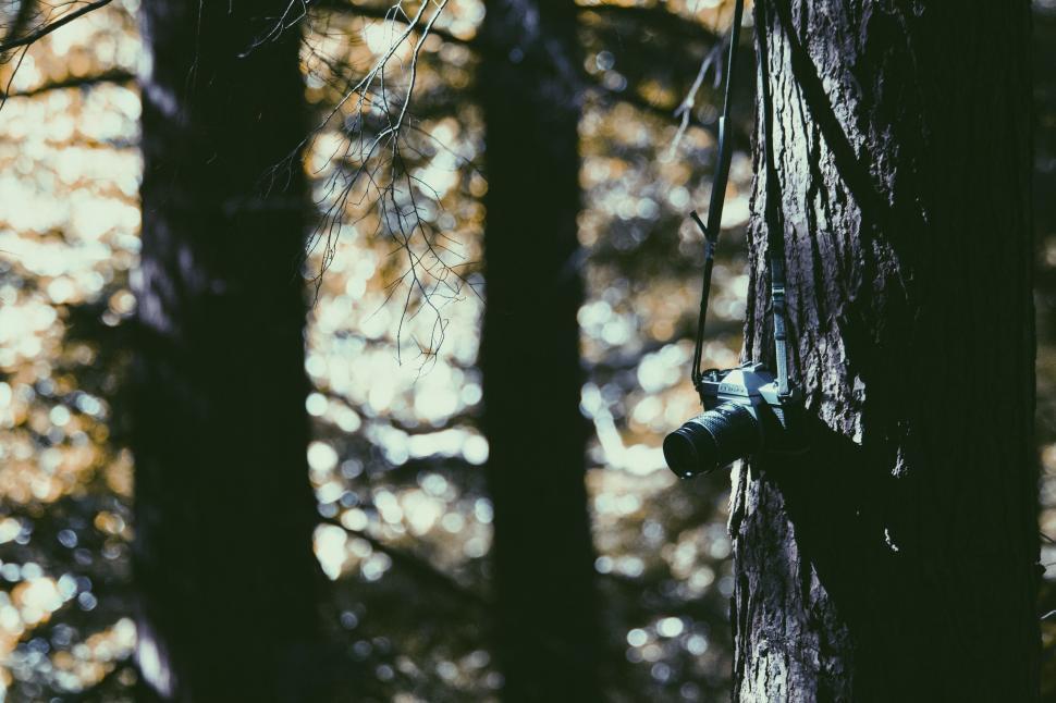 Free Image of Trees Standing Tall in the Woods 