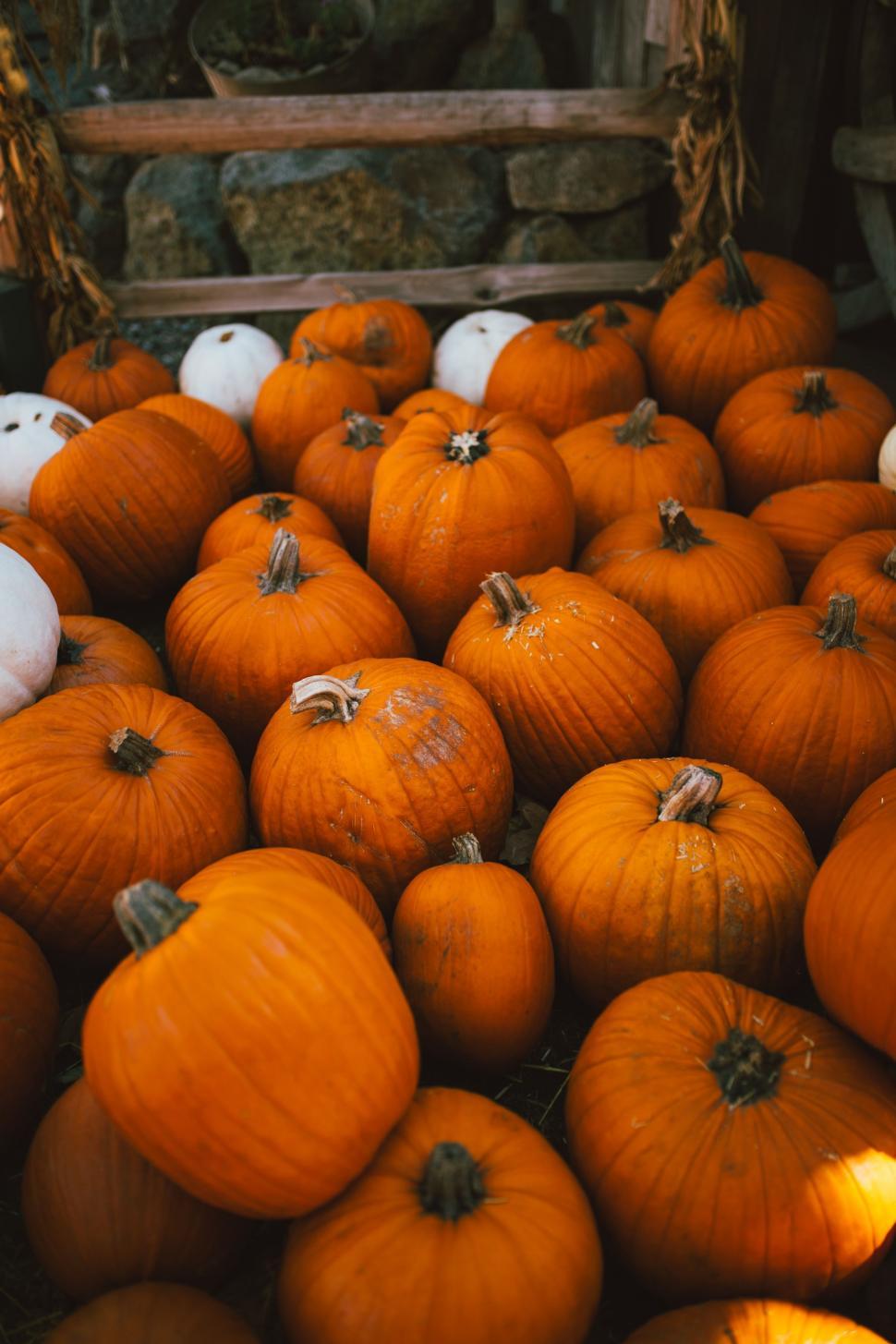 Free Image of A Pile of Pumpkins 
