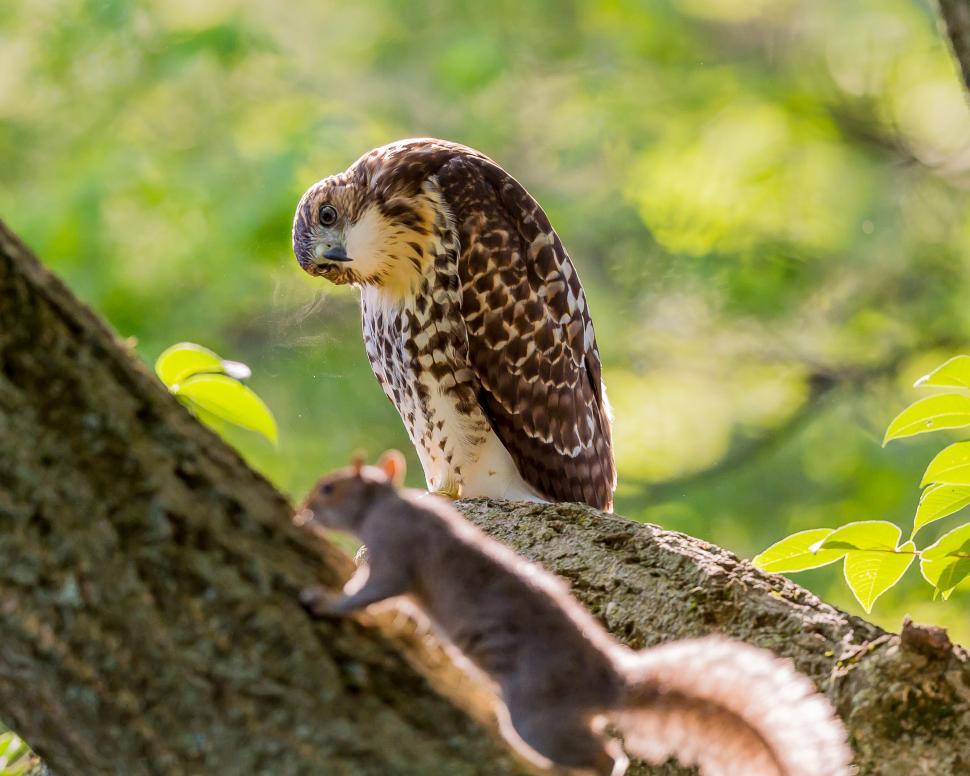 Free Image of Bird Perched on Top of Tree Branch 