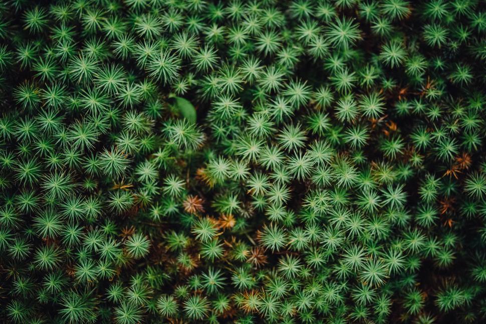 Free Image of Lush Green Plant With Abundant Leaves Close-up 