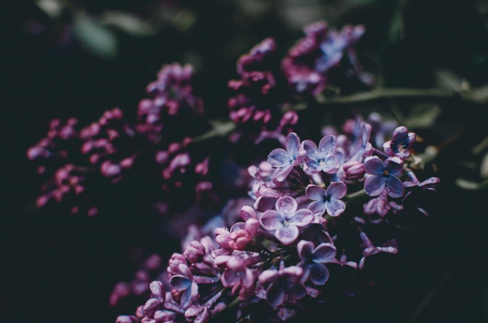 Free Image of Bunch of Flowers in the Dark 