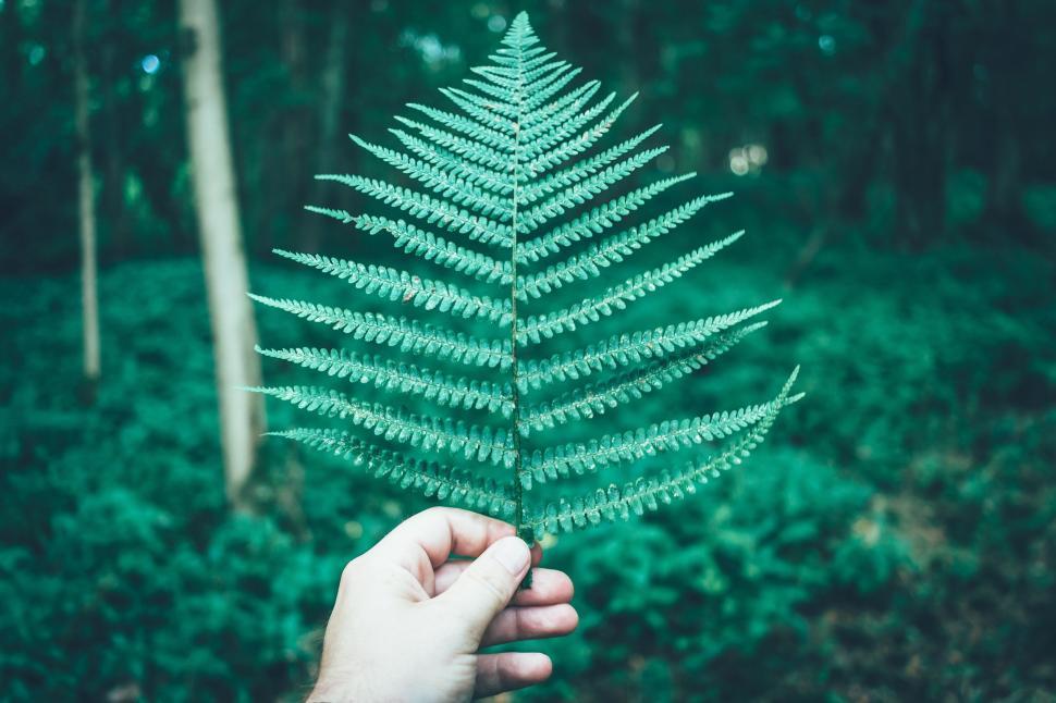 Free Image of Person Holding Green Leaf 