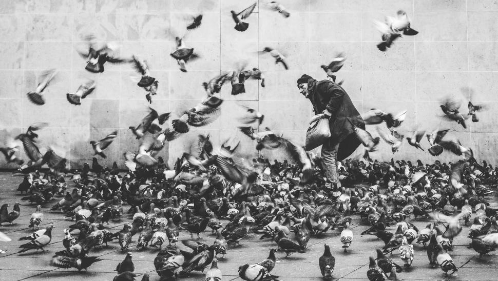 Free Image of Large Flock of Birds Flying Over a Street 