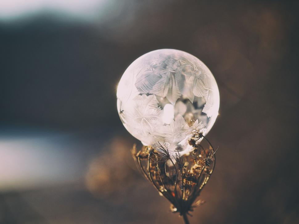 Free Image of Close Up of Flower With Blurry Background 