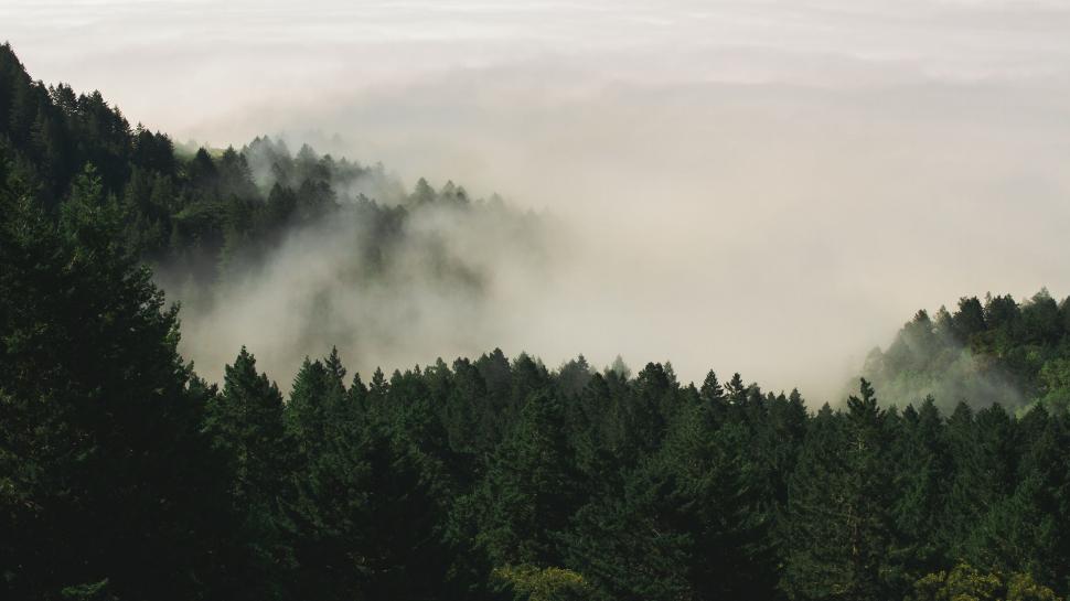 Free Image of Dense Forest Landscape in Black and White 