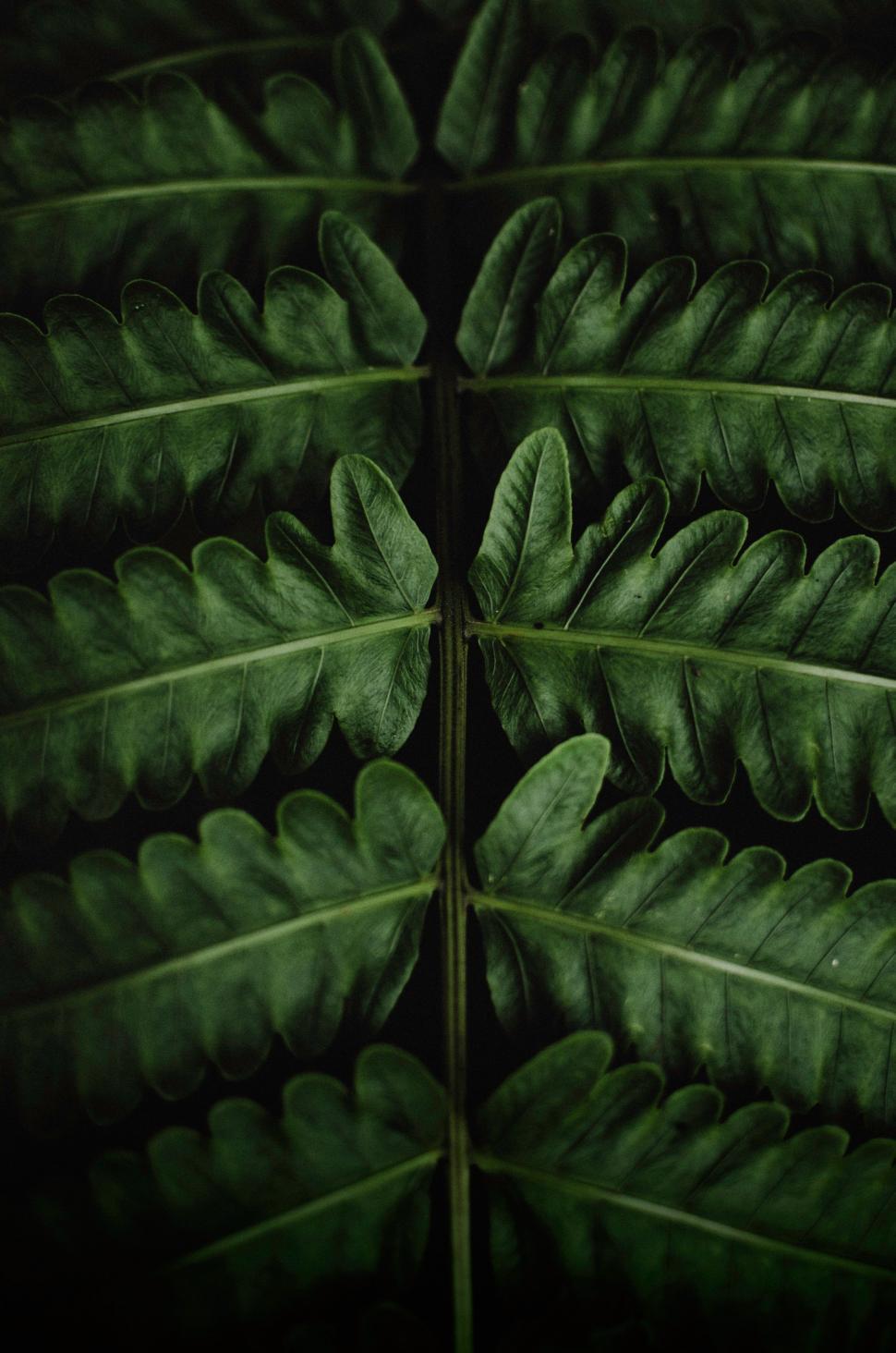 Free Stock Photo of Close Up of a Green Plant Leaf | Download Free ...