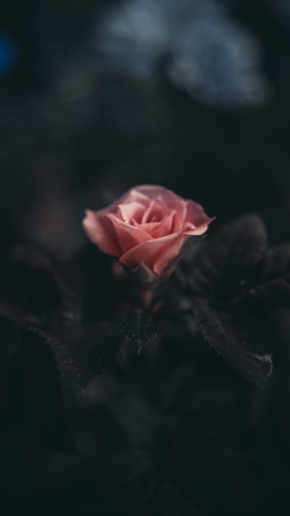 Free Image of Red Rose in Field 