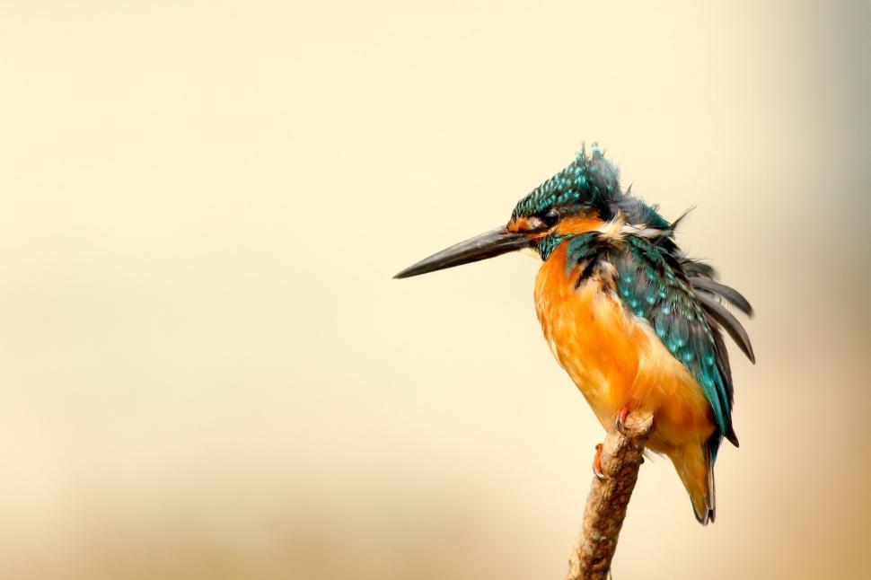 Free Image of Vibrant Bird Perched on Branch With Colorful Plumage 