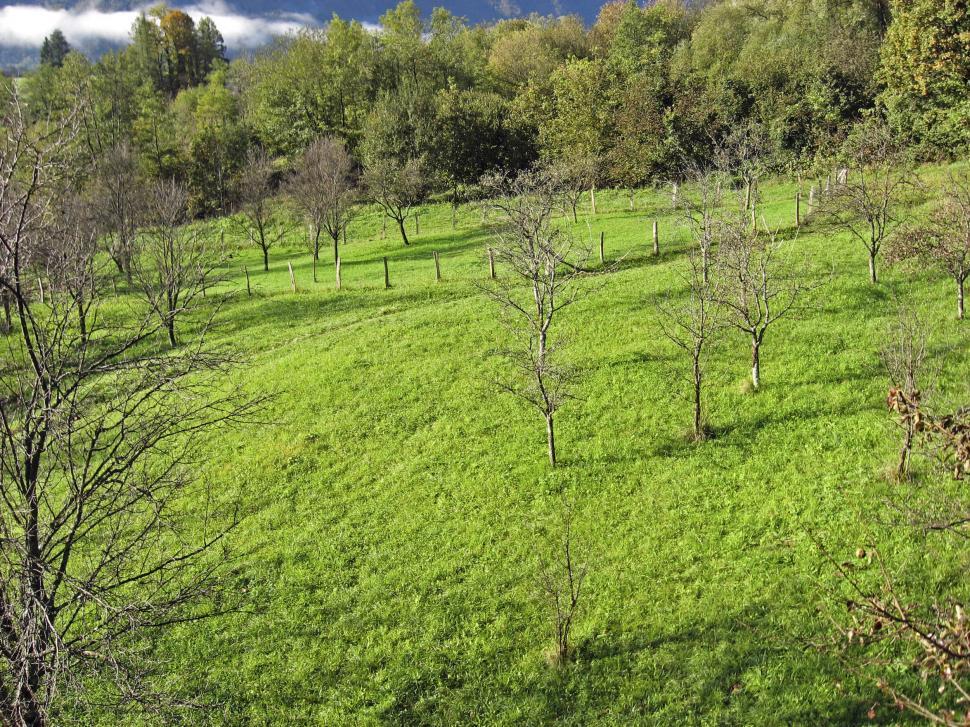 Free Image of green meadow 