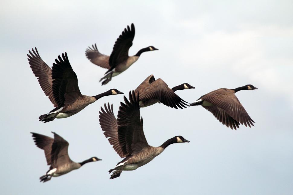 Free Image of A Flock of Ducks Flying Through a Cloudy Sky 