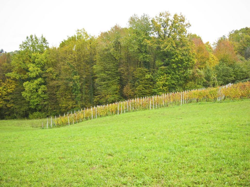 Free Image of green meadow 