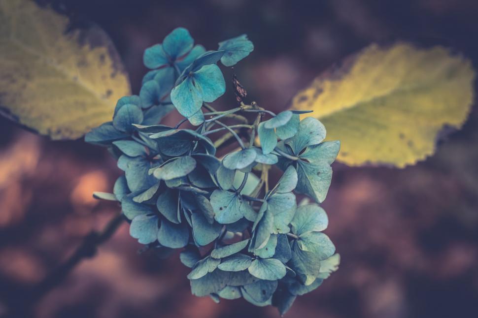 Free Image of Close Up of Blue Flowers 