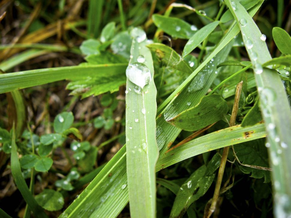 Free Image of drops on grass 