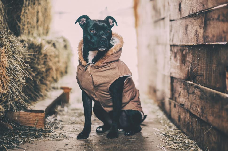 Free Image of Black Dog Wearing Coat Sitting on Ground 