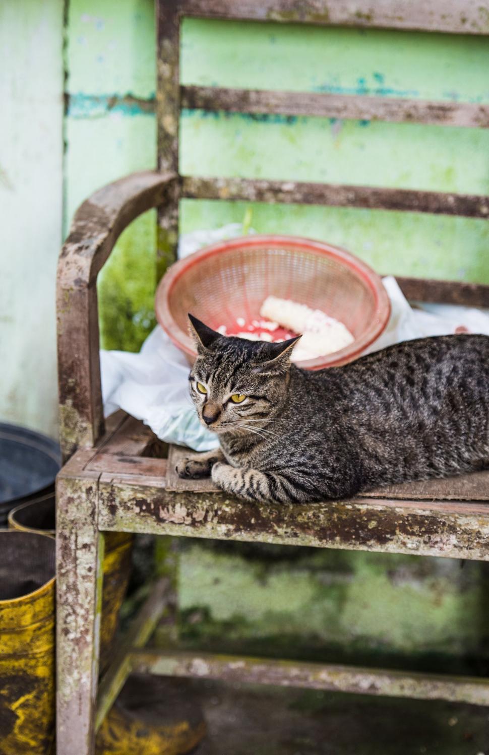 Free Image of Cat Sitting on Wooden Chair Next to Bowl 