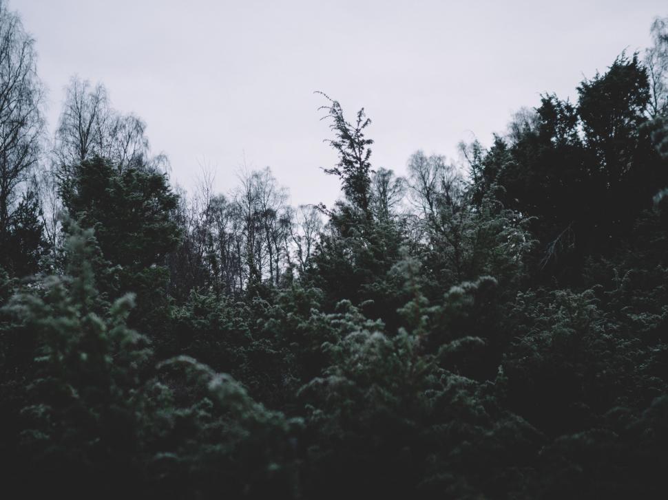 Free Image of A Black and White Photograph of a Forest 