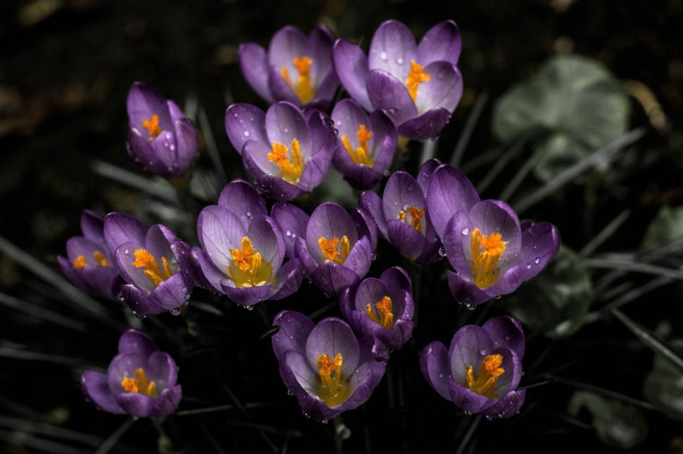 Free Image of Cluster of Purple Flowers With Yellow Centers 