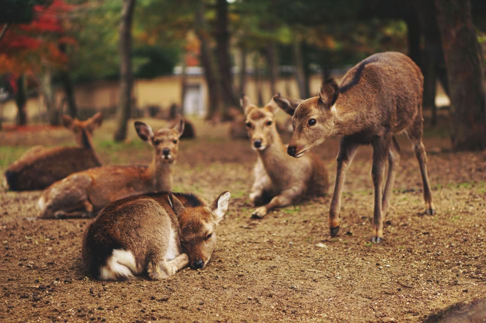 Free Image of Herd of Deer Resting in Dirt Field 