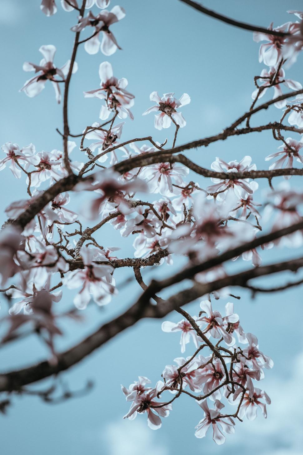 Free Image of Close Up of Tree With White Flowers 