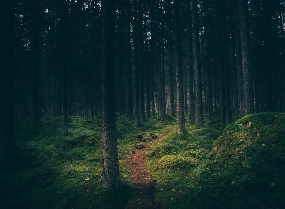 Free Image of Path Cutting Through Lush Forest 