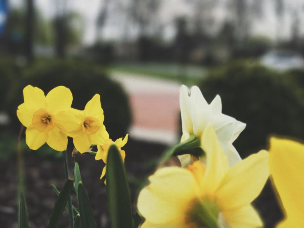 Free Image of Bunch of Flowers in the Grass 