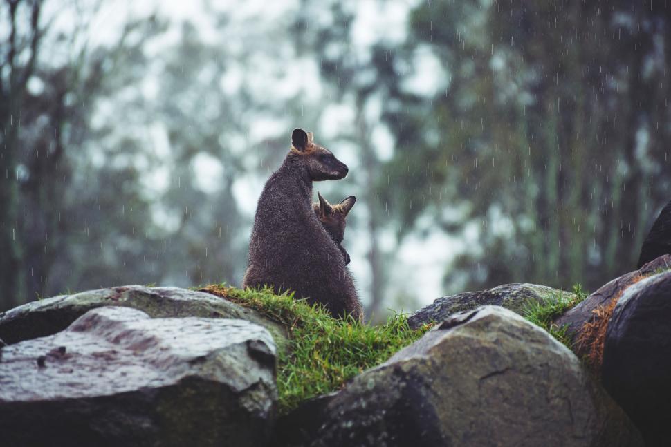 Free Image of Couple of Animals Resting on Rocks 
