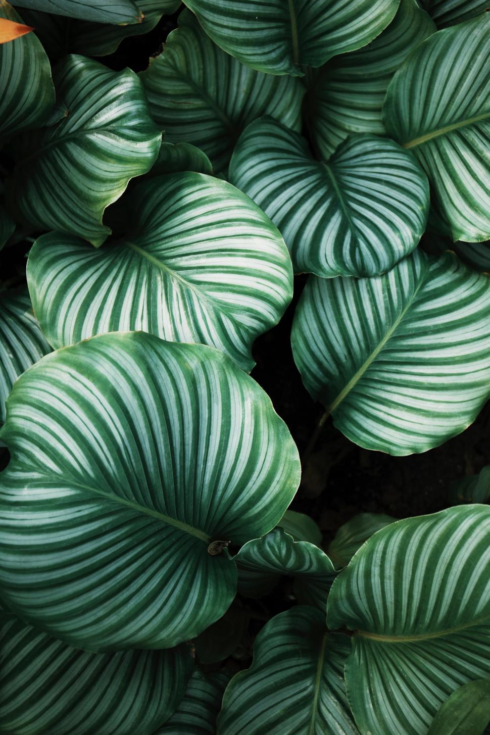 Free Image of Close Up of a Plant With Green Leaves 