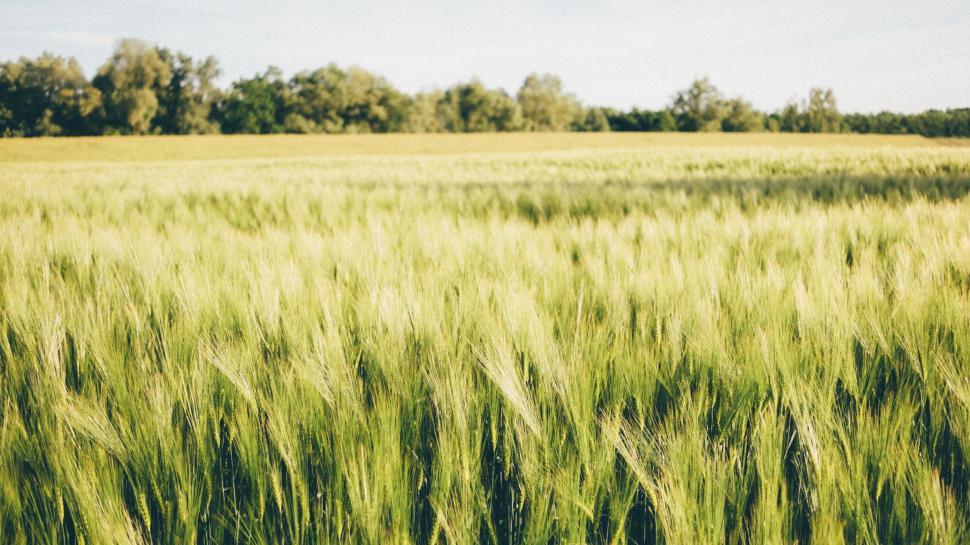Free Image of Lush Green Grass Field With Trees in Background 