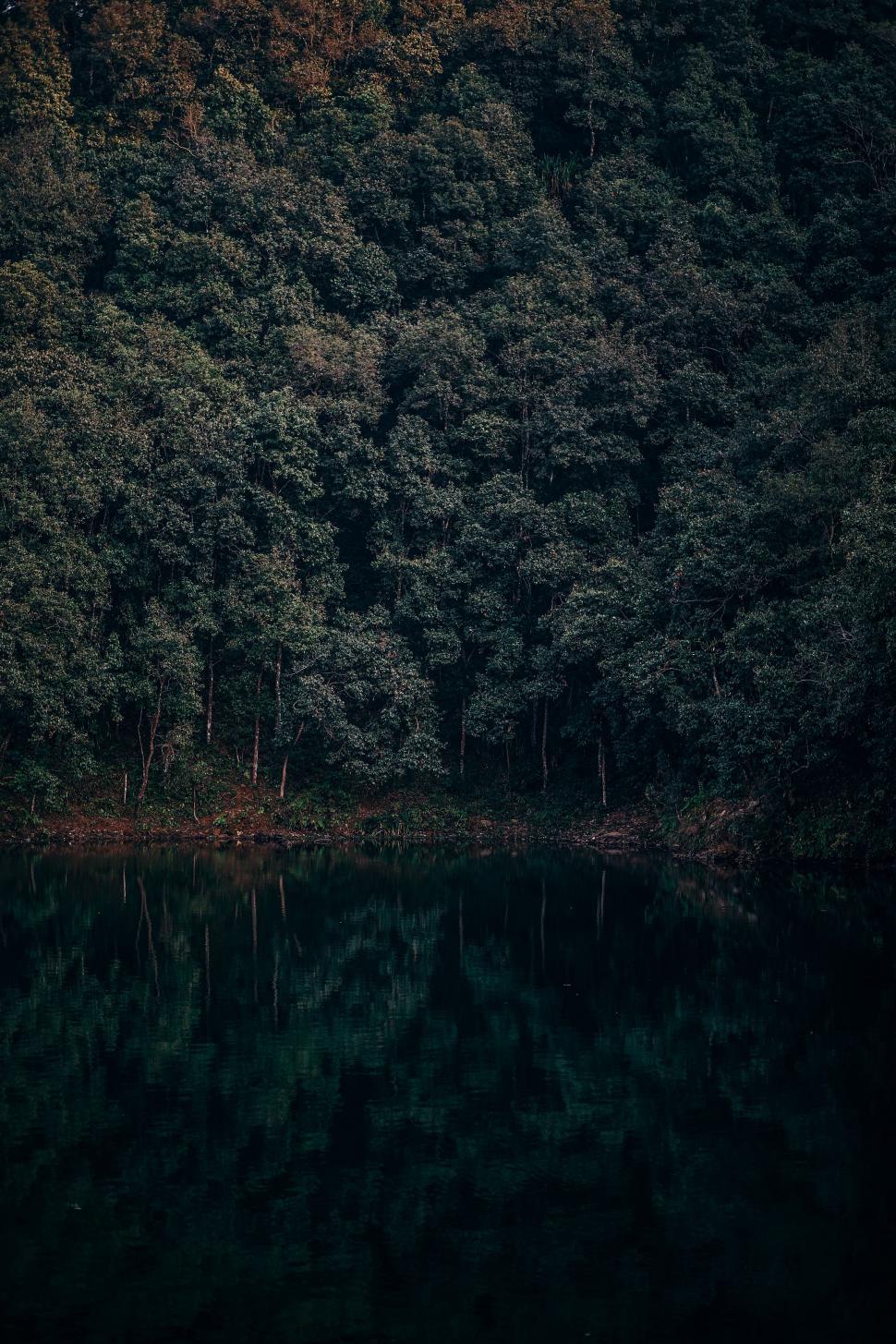 Free Image of Trees and Water in Black and White 