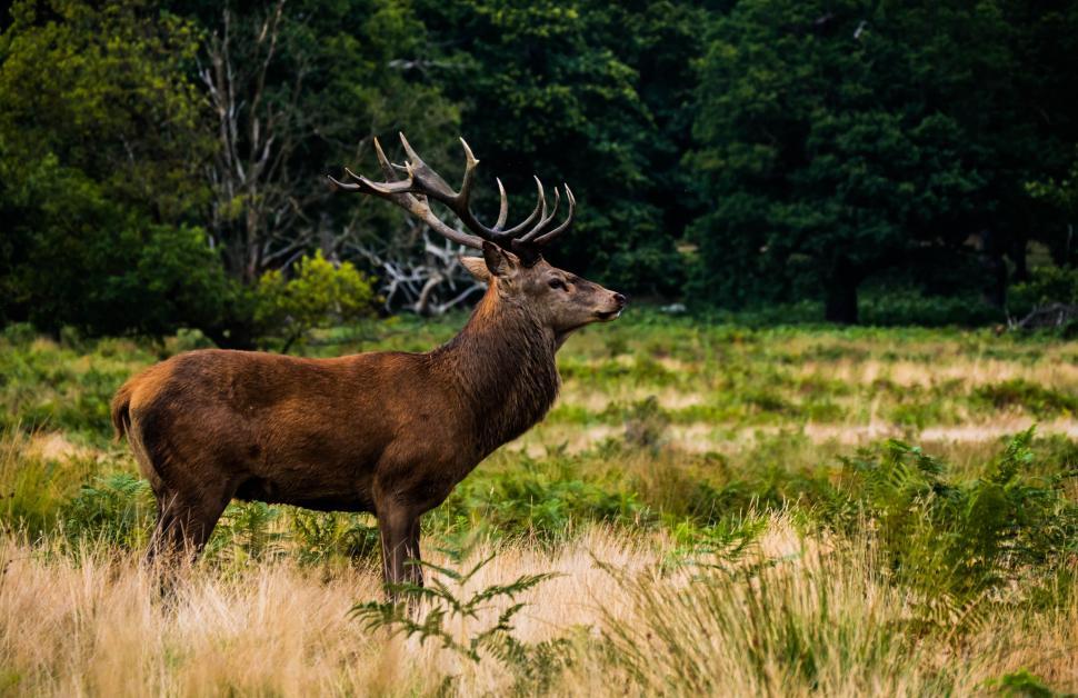 Free Image of Deer Standing in Grass Field With Trees 