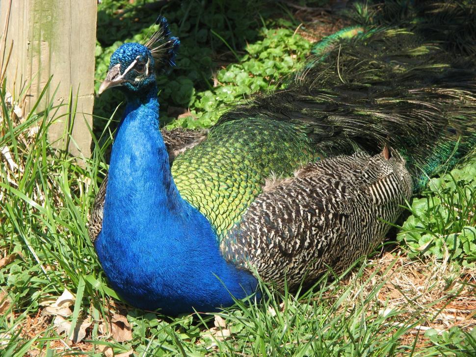 Free Stock Photo of Peacock | Download Free Images and Free Illustrations