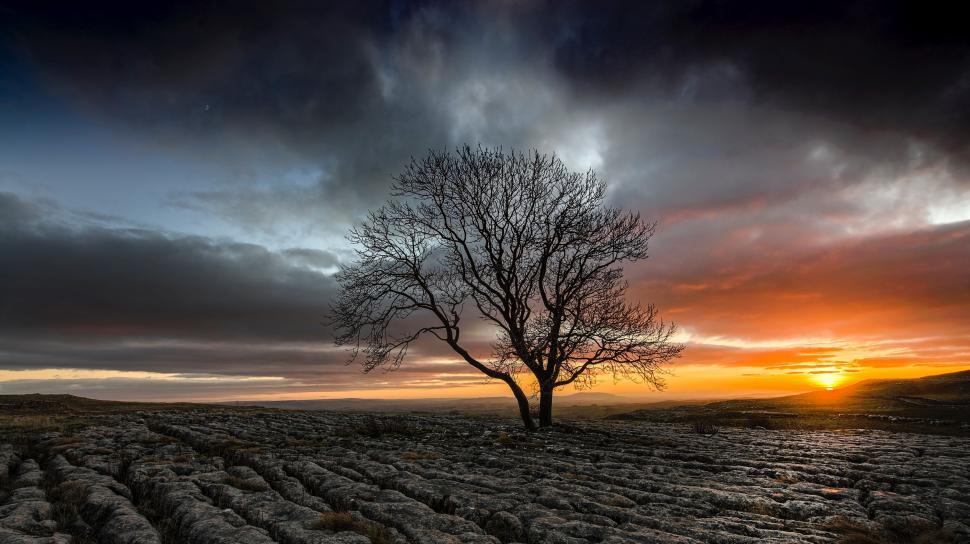 Free Image of Lone Tree Standing in Field 