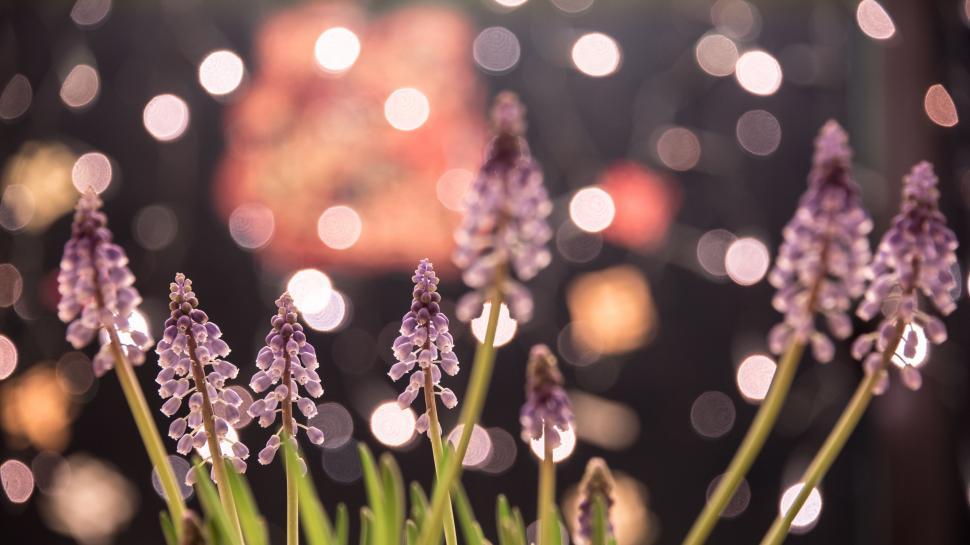 Free Image of Vase Filled With Purple Flowers on Table 