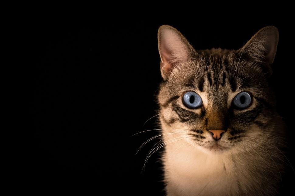 Free Image of Close Up of Cat With Blue Eyes 