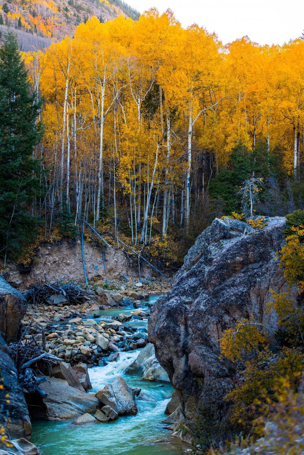 Free Image of River Running Through a Lush Green Forest 