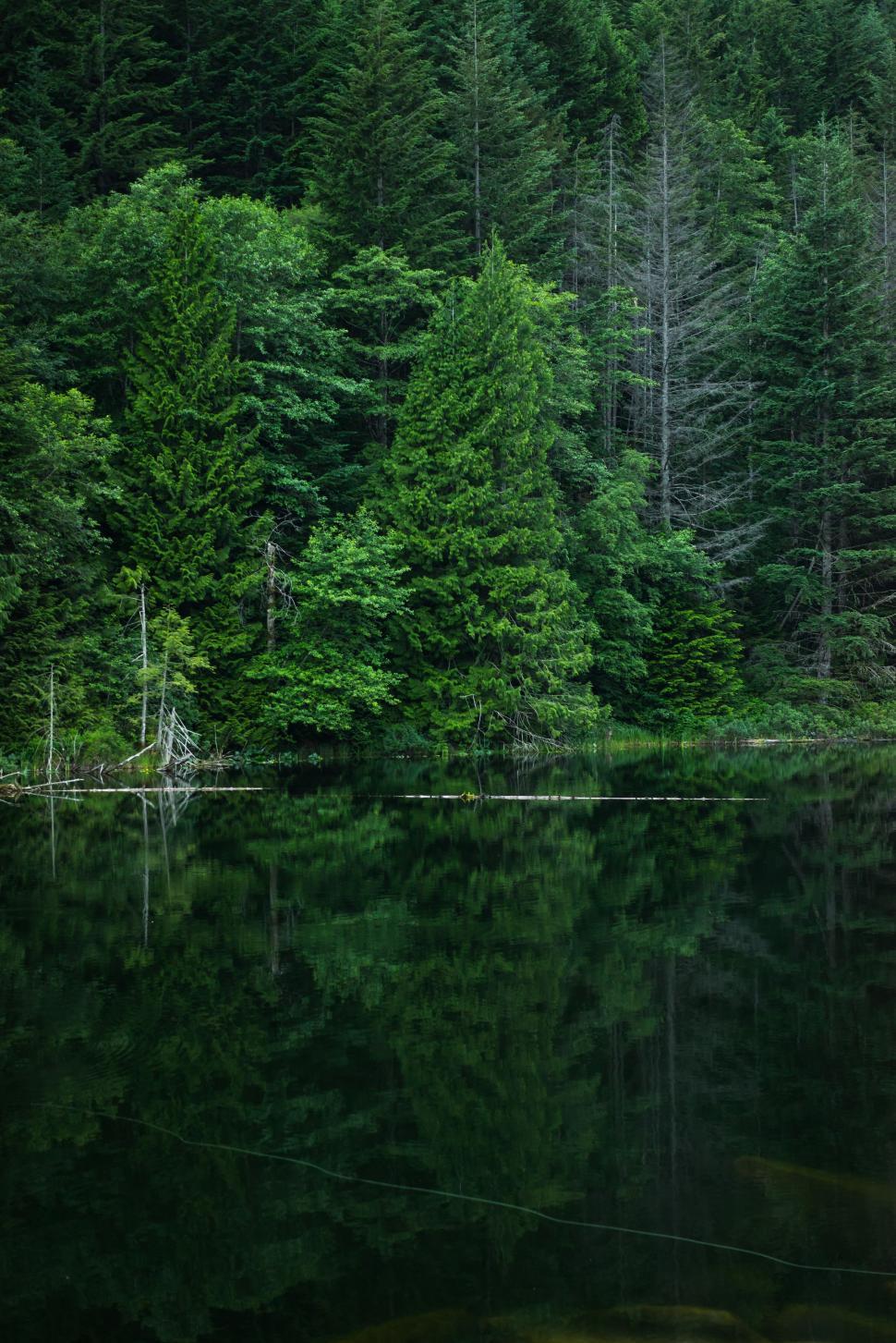Free Image of Lush Forest Teeming With Green Trees 