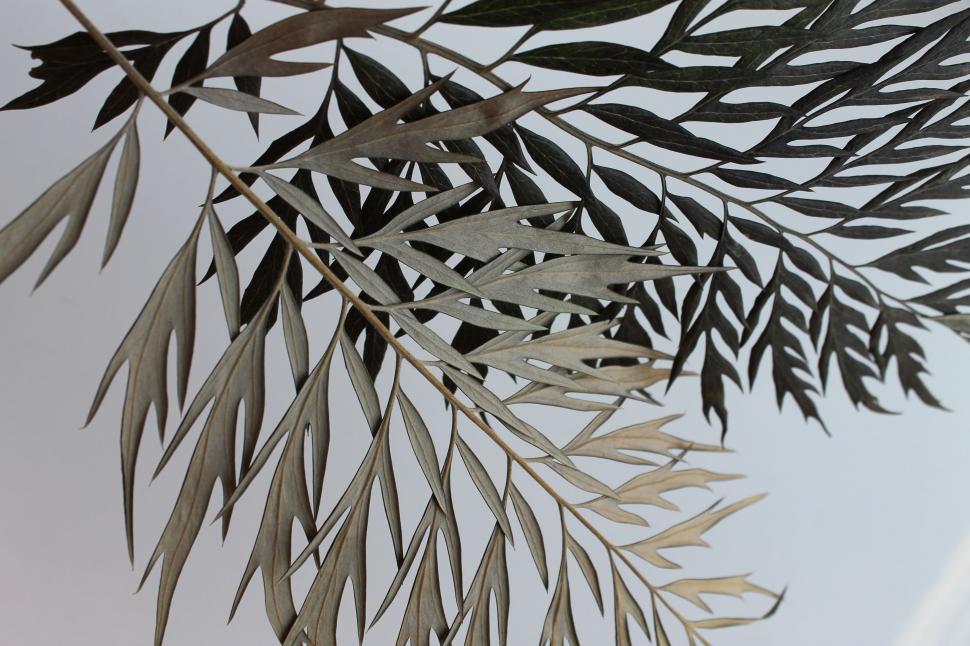 Free Image of Close Up of Leafy Plant on White Background 