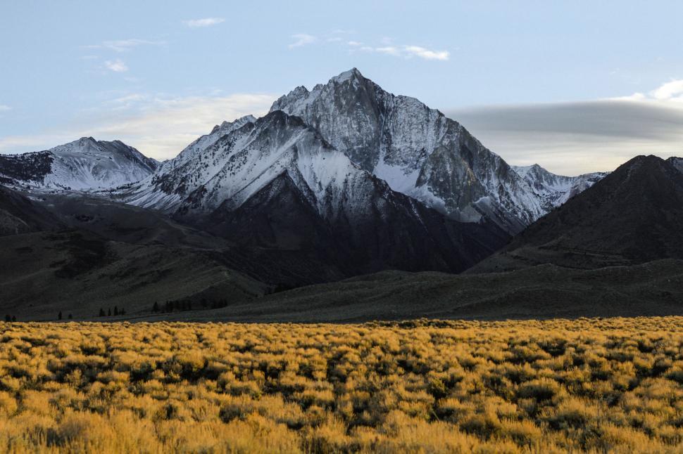 Free Image of Field of Yellow Flowers With Mountains in the Background 