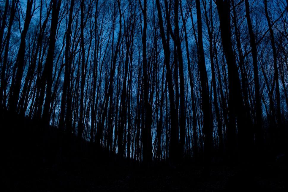 Free Image of Lush Forest With Abundant Trees Under Blue Sky 