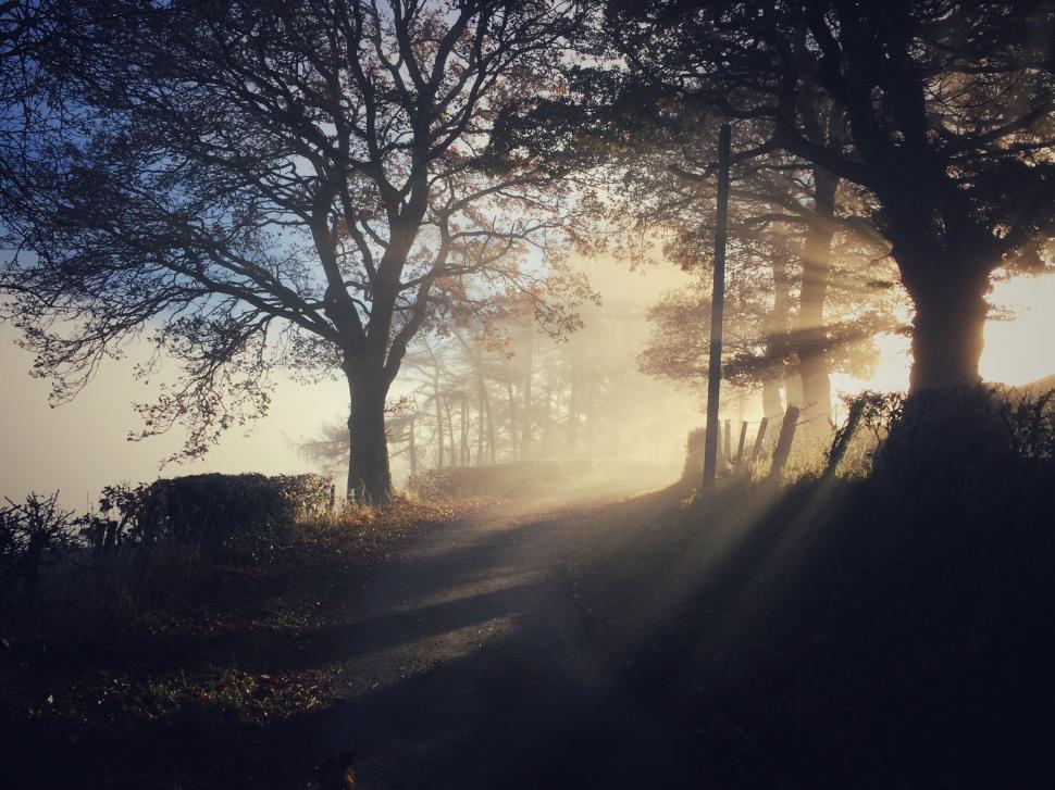 Free Image of Sun Shines Through Trees on Foggy Day 