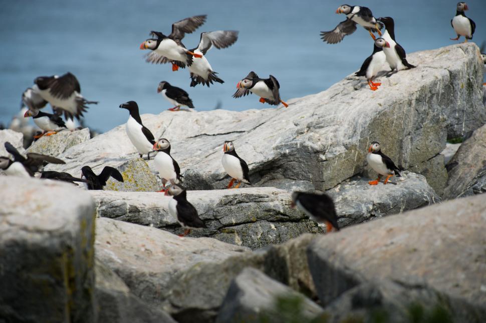 Free Image of Birds Perched on a Rock Formation 