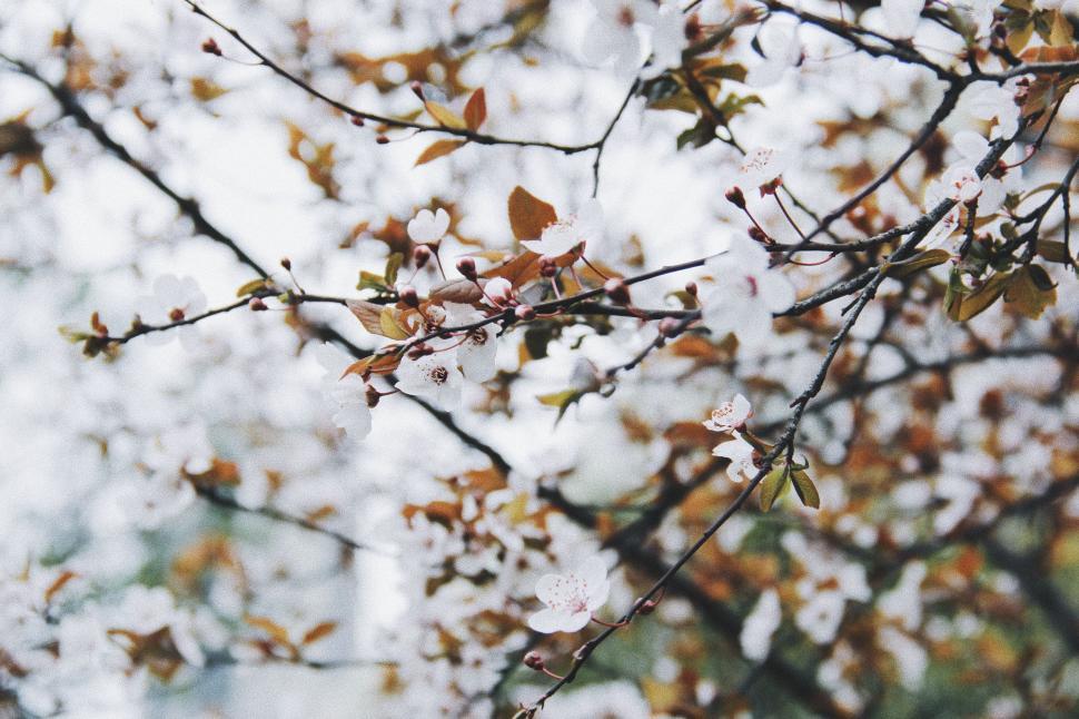 Free Image of Snow-covered Tree With Leaves 