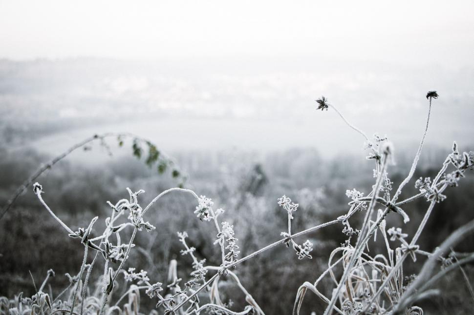 Free Image of Black and White Photo of a Field 
