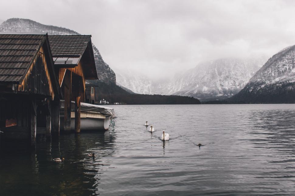 Free Image of Birds Wading in Water 