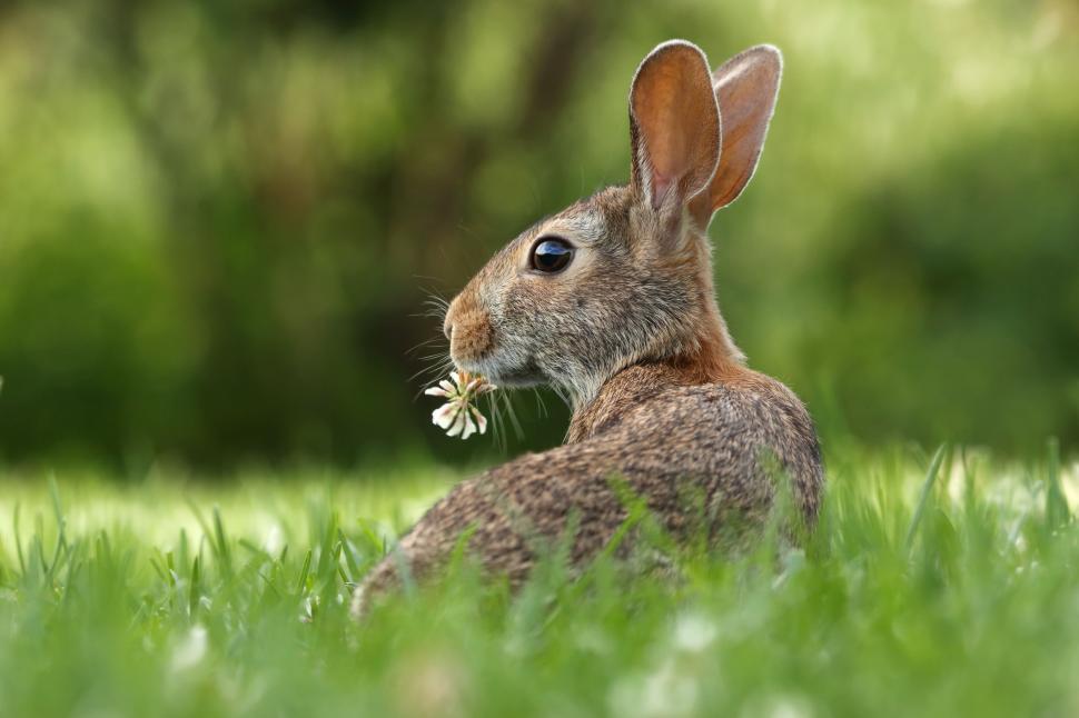 Free Image of Rabbit Sitting in Grass With Flower 