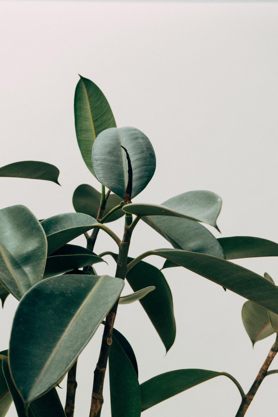 Free Image of Close Up of Lush Green Plant Leaves 