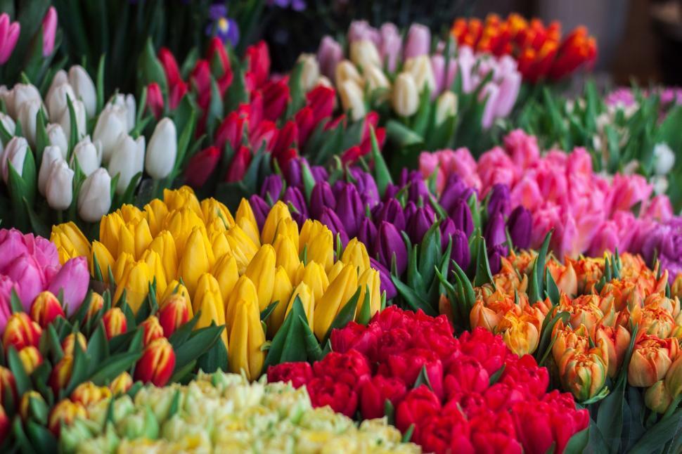 Free Image of A Bunch of Flowers Tightly Tied Together 